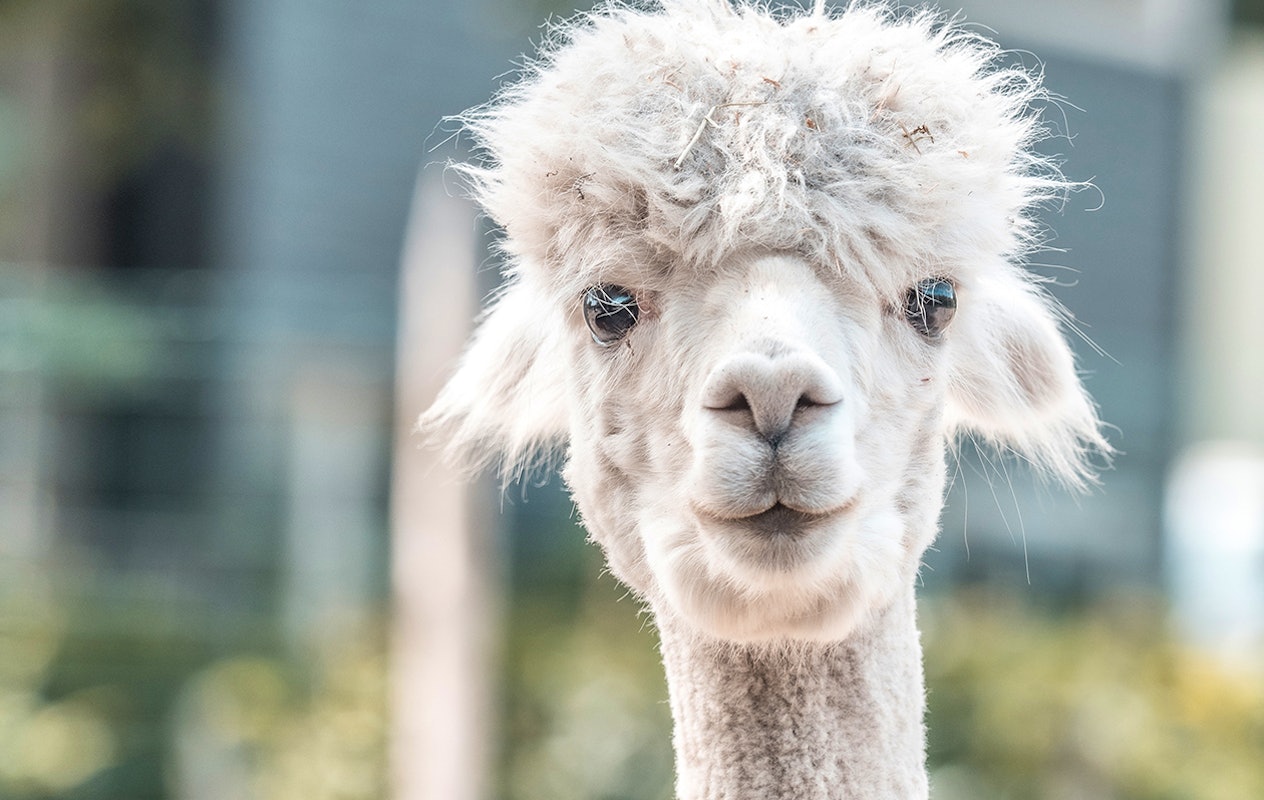 Entreeticket Almere Jungle + hapje en drankje