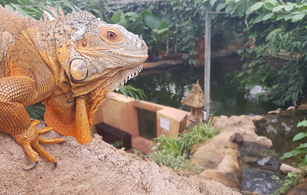 Entreeticket Almere Jungle + hapje en drankje