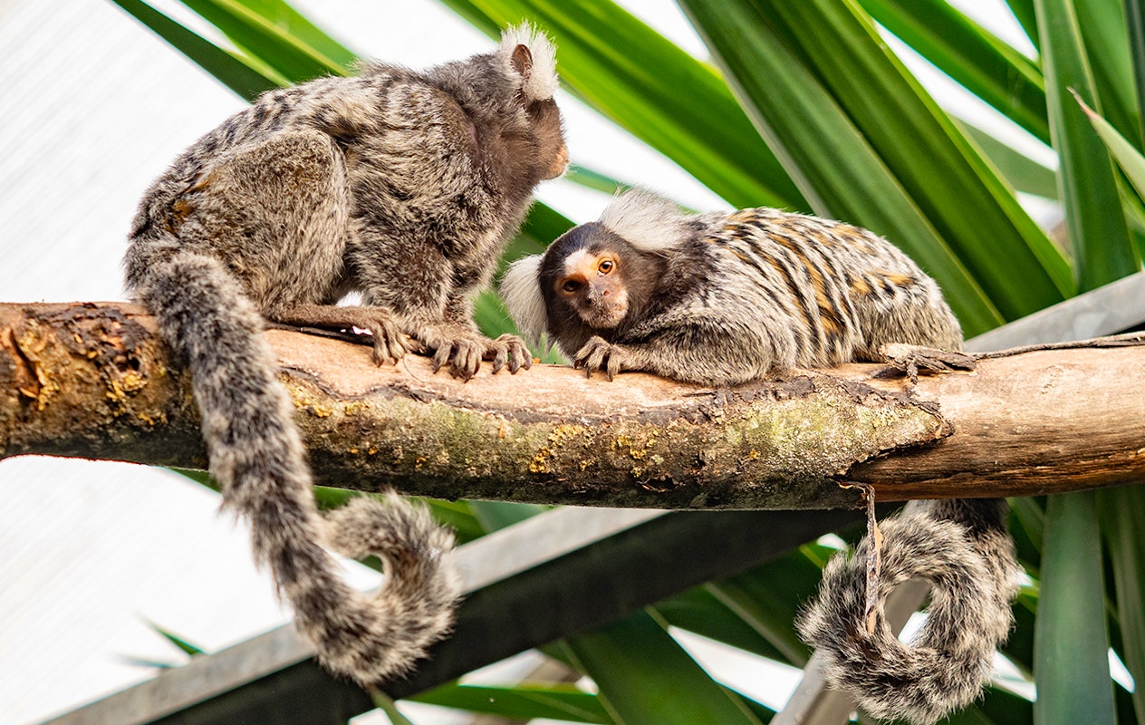 Entreeticket Almere Jungle + hapje en drankje