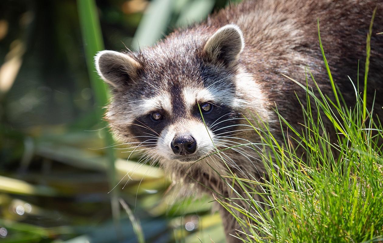 Entreeticket Almere Jungle + hapje en drankje