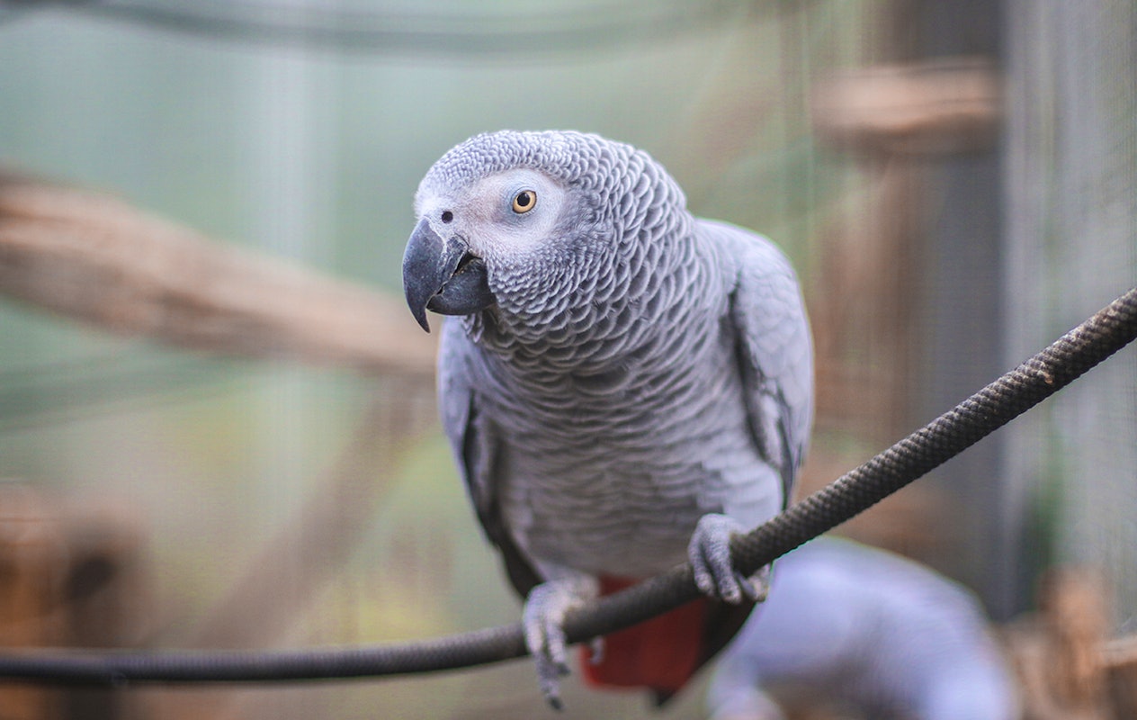 Entreeticket Almere Jungle + hapje en drankje