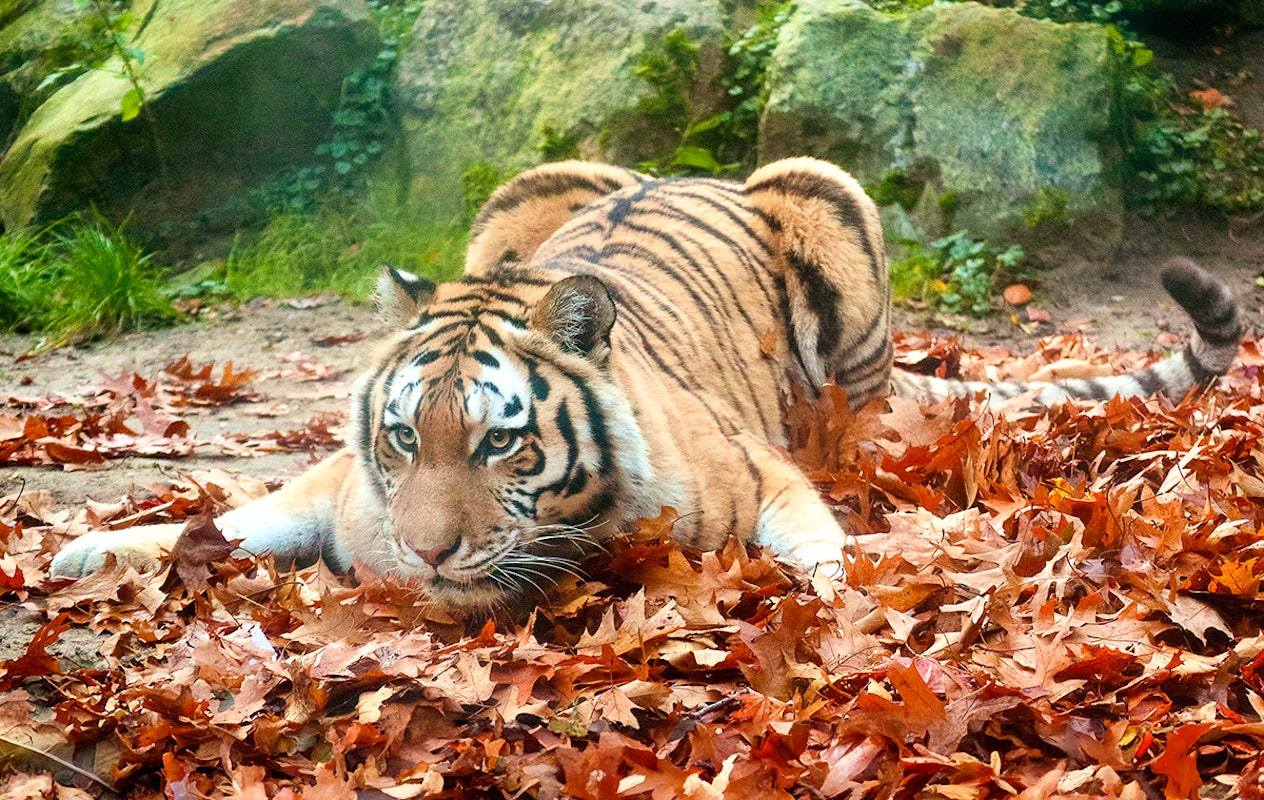 Entreeticket DierenPark Amersfoort