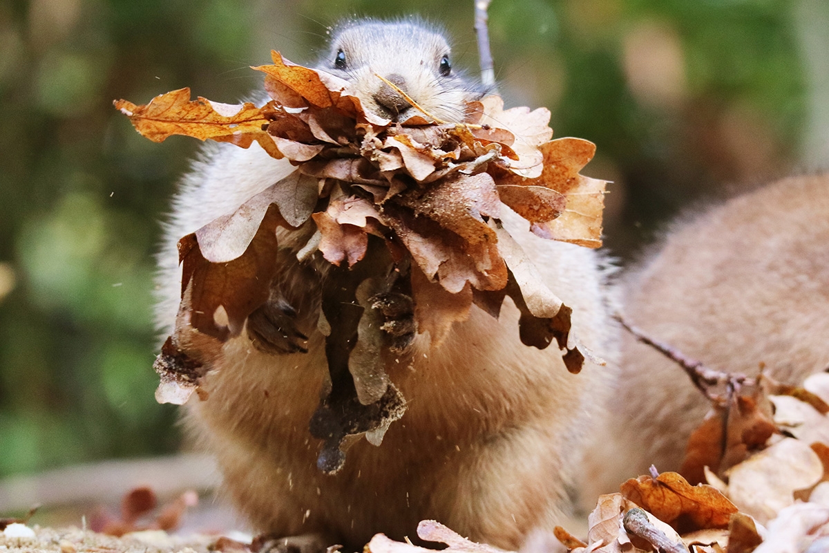Entreeticket DierenPark Amersfoort