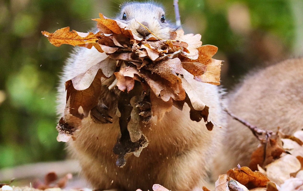 Entreeticket DierenPark Amersfoort