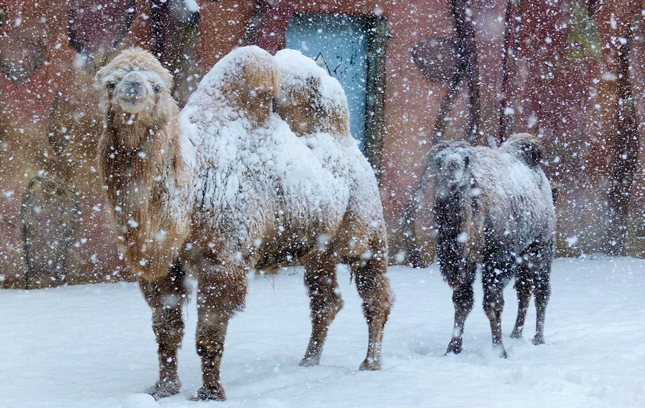 Entreeticket DierenPark Amersfoort