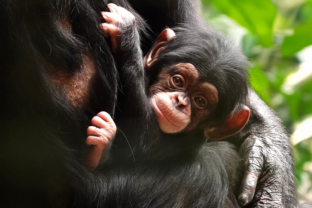 Entreeticket DierenPark Amersfoort