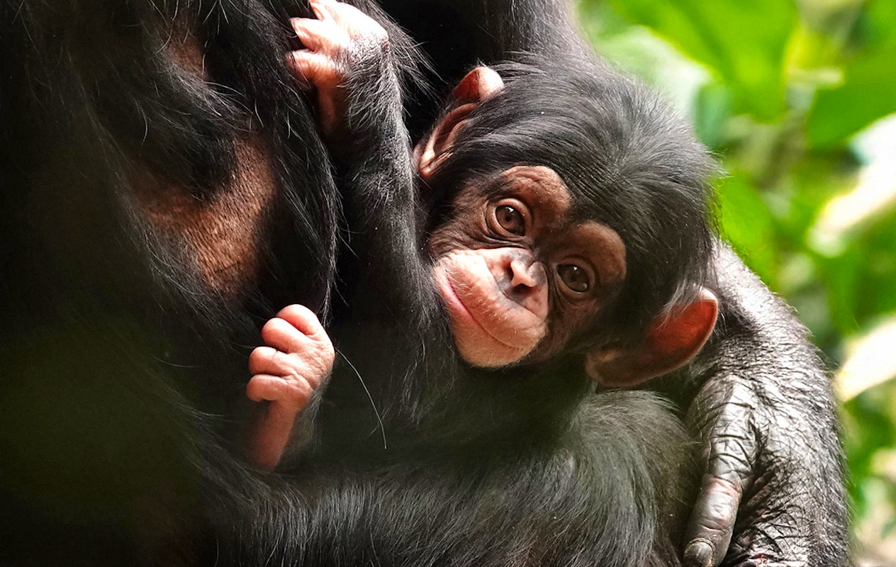 Entreeticket DierenPark Amersfoort