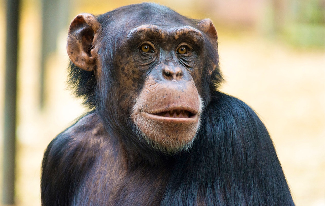 Entreeticket DierenPark Amersfoort