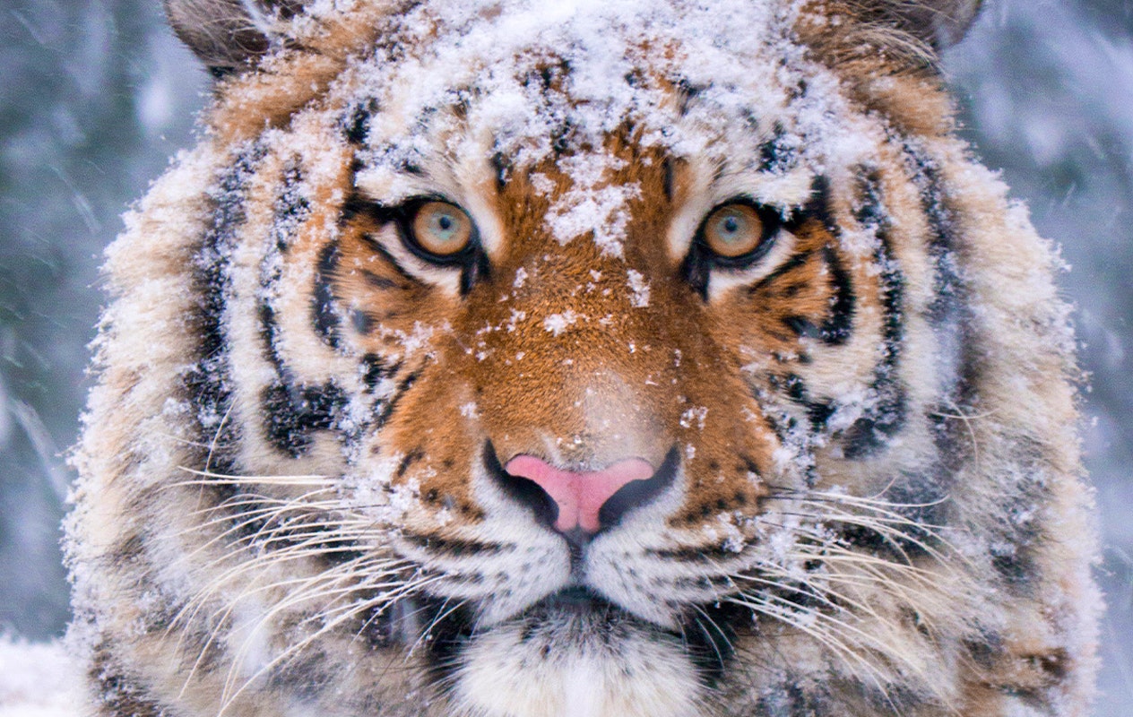 Entreeticket DierenPark Amersfoort