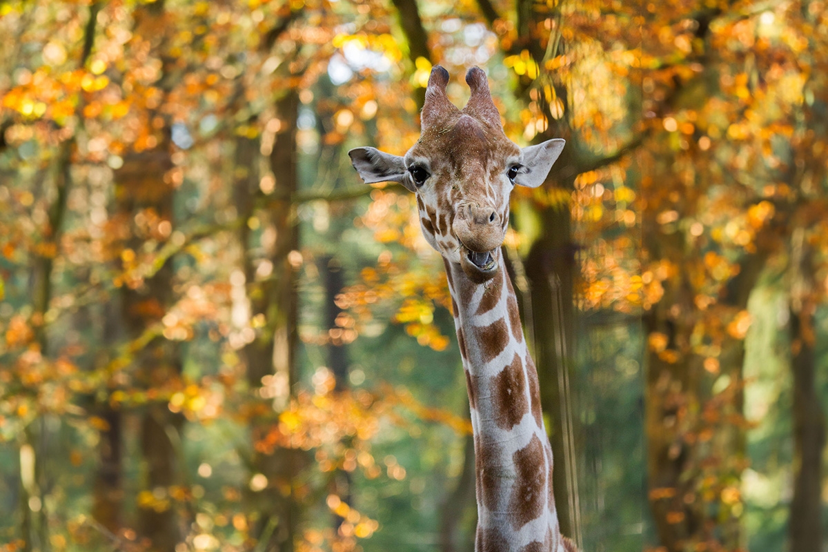 Entreeticket DierenPark Amersfoort