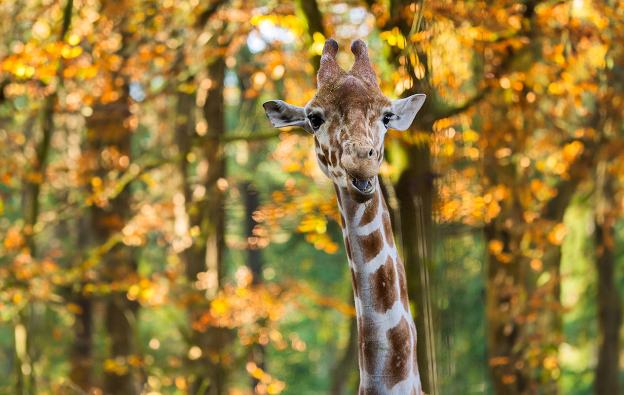 Entreeticket DierenPark Amersfoort