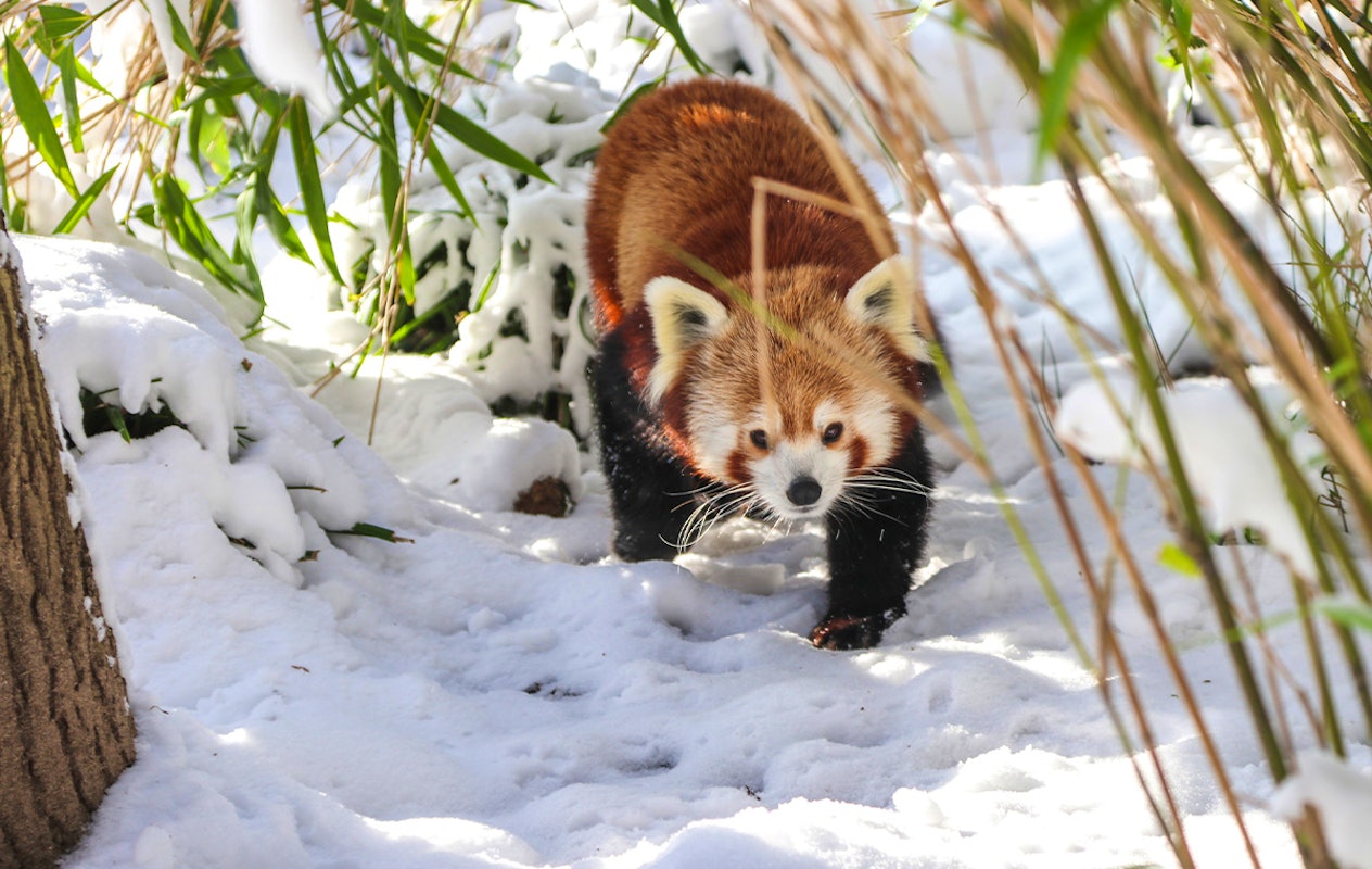 Entreeticket DierenPark Amersfoort