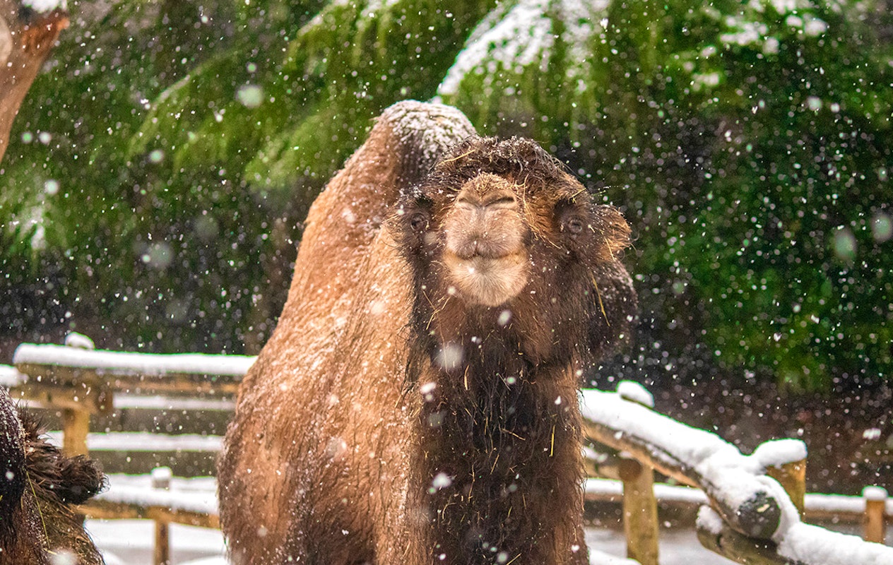 Entreeticket DierenPark Amersfoort