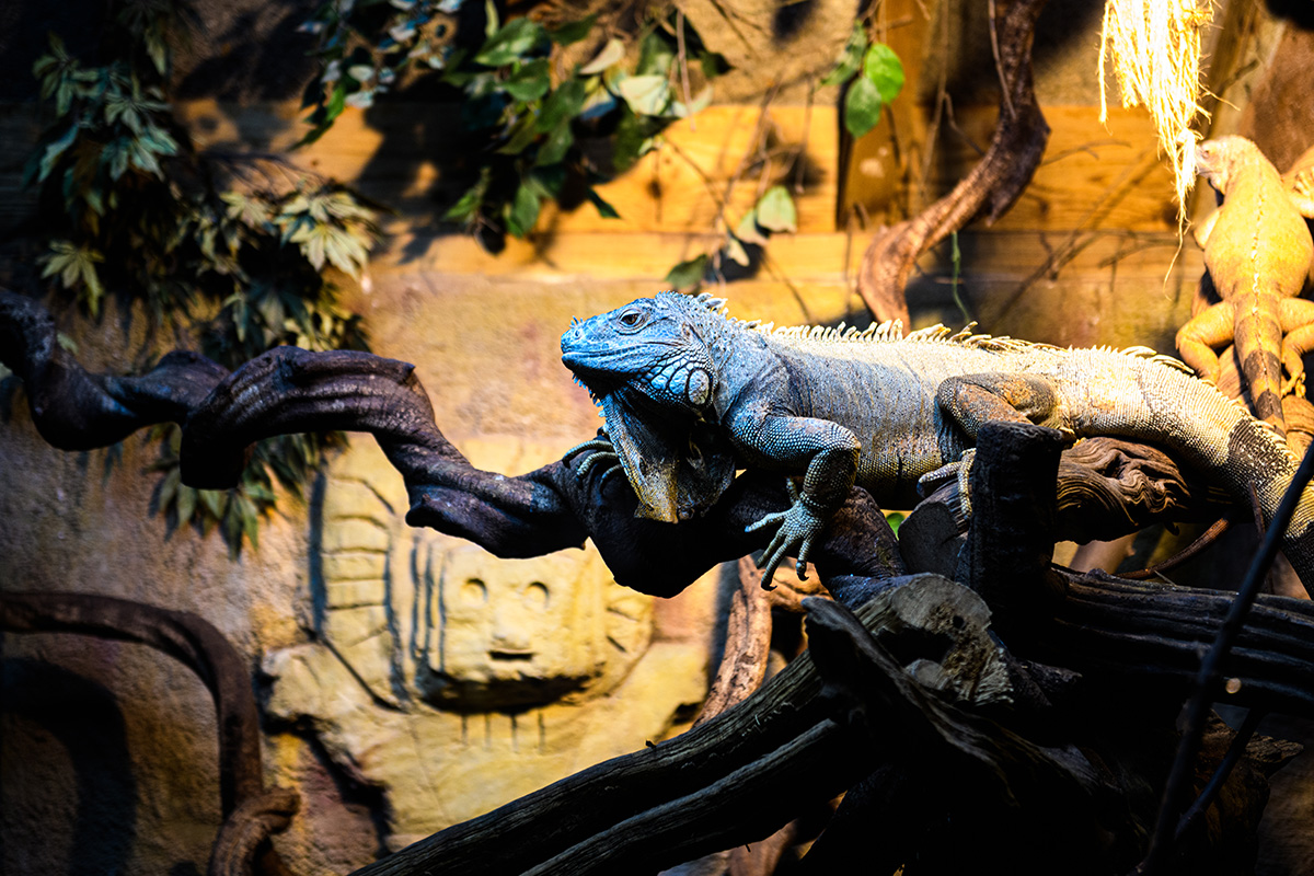 Entreeticket Dierenpark de Oliemeulen