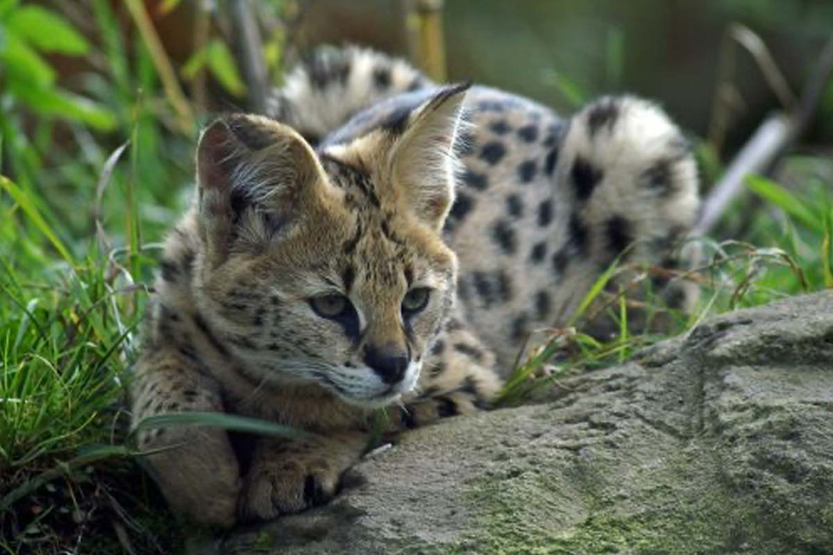 Entreeticket Dino Zoo Metelen + €6 shop tegoed