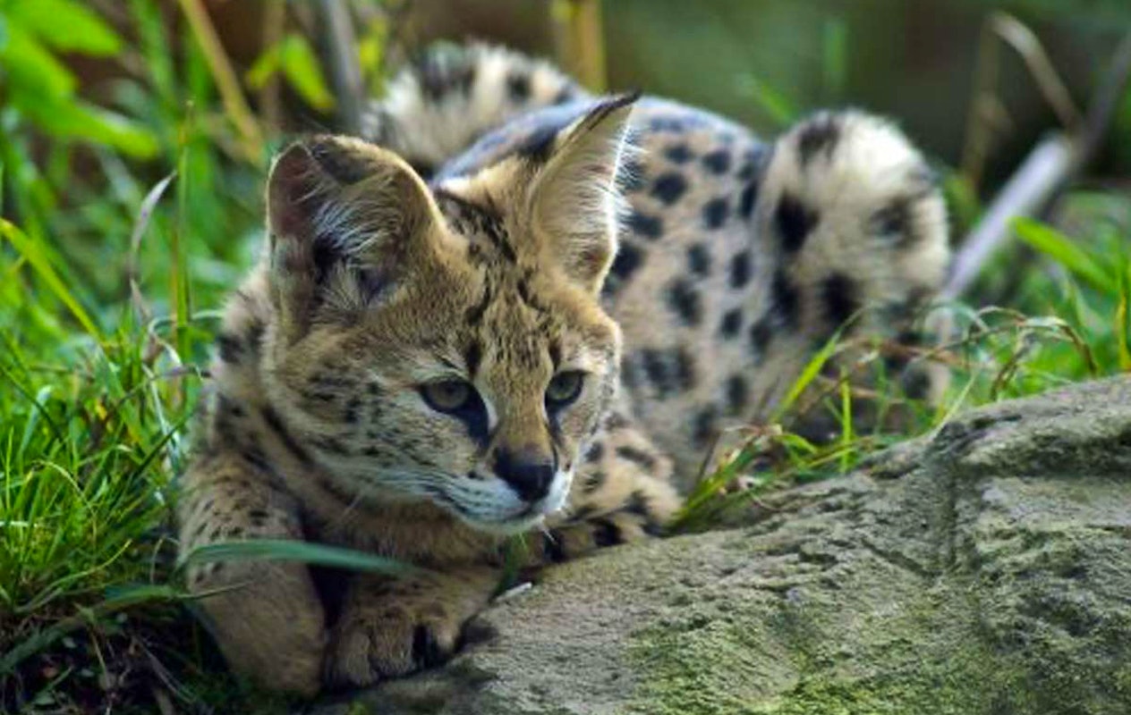 Entreeticket Dino Zoo Metelen + €6 shop tegoed