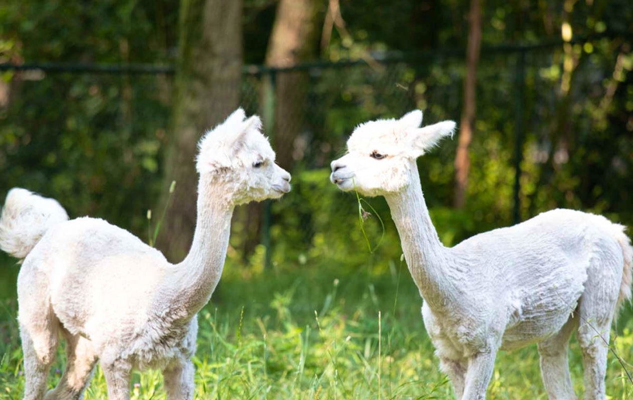 Entreeticket Dino Zoo Metelen + €6 shop tegoed