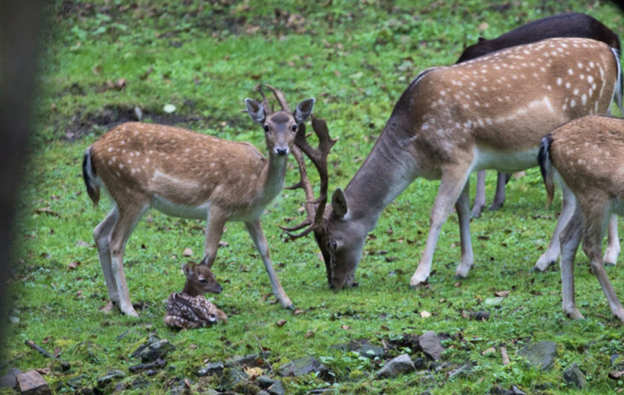 Entreeticket Dino Zoo Metelen + €6 shop tegoed