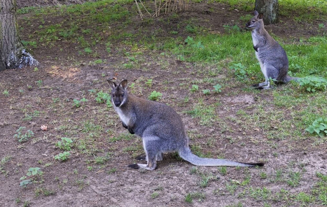 Entreeticket Dino Zoo Metelen + €6 shop tegoed