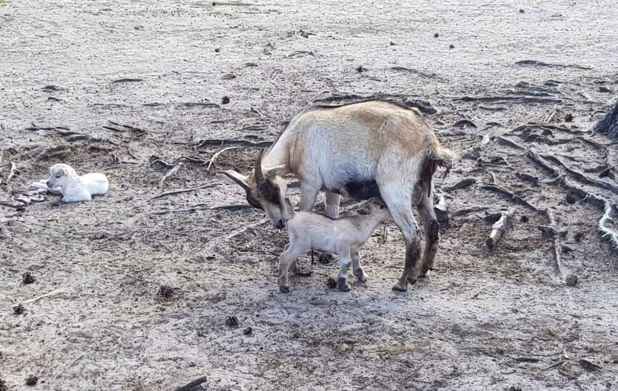 Entreeticket Dino Zoo Metelen + €6 shop tegoed