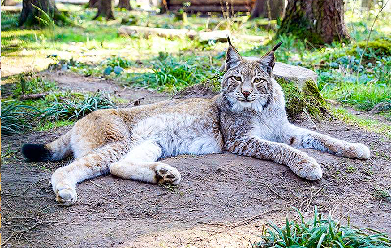 Entreeticket Eifelpark Gondorf