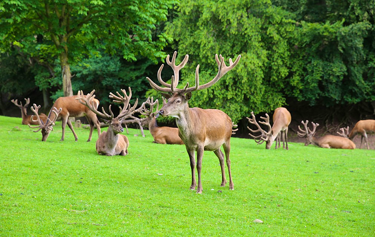 Entreeticket Eifelpark Gondorf