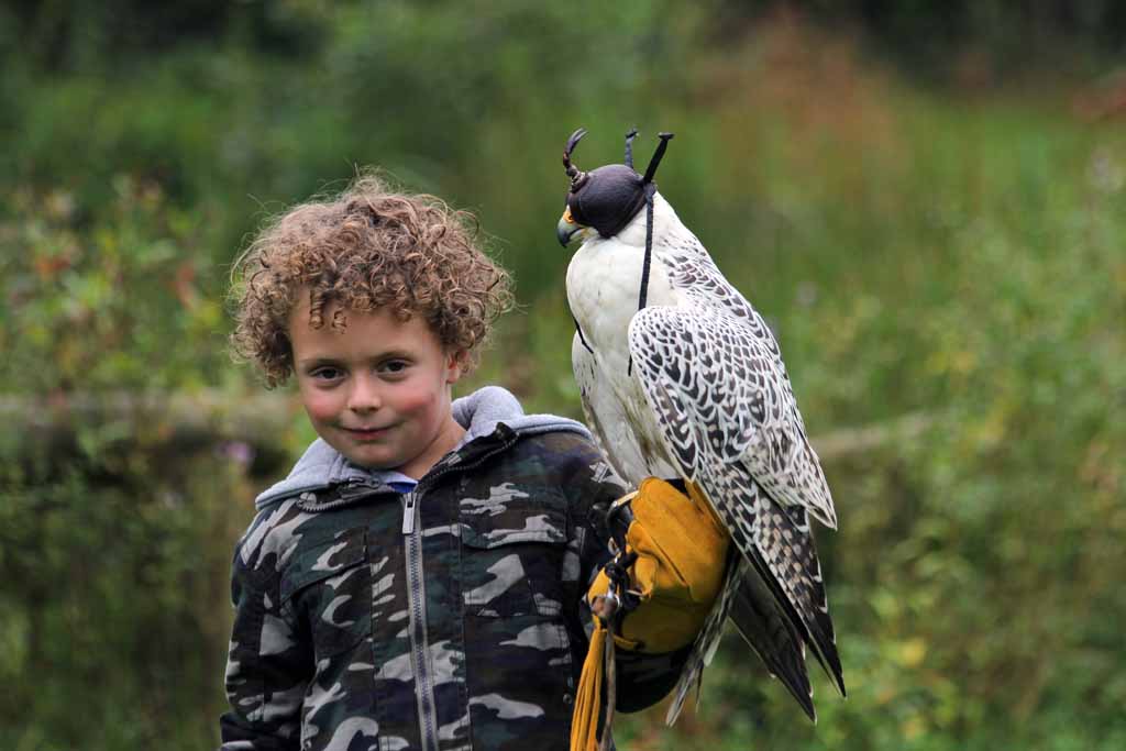 Valkeniersworkshop Falcon Crest (3 uur), inclusief drankje + koek