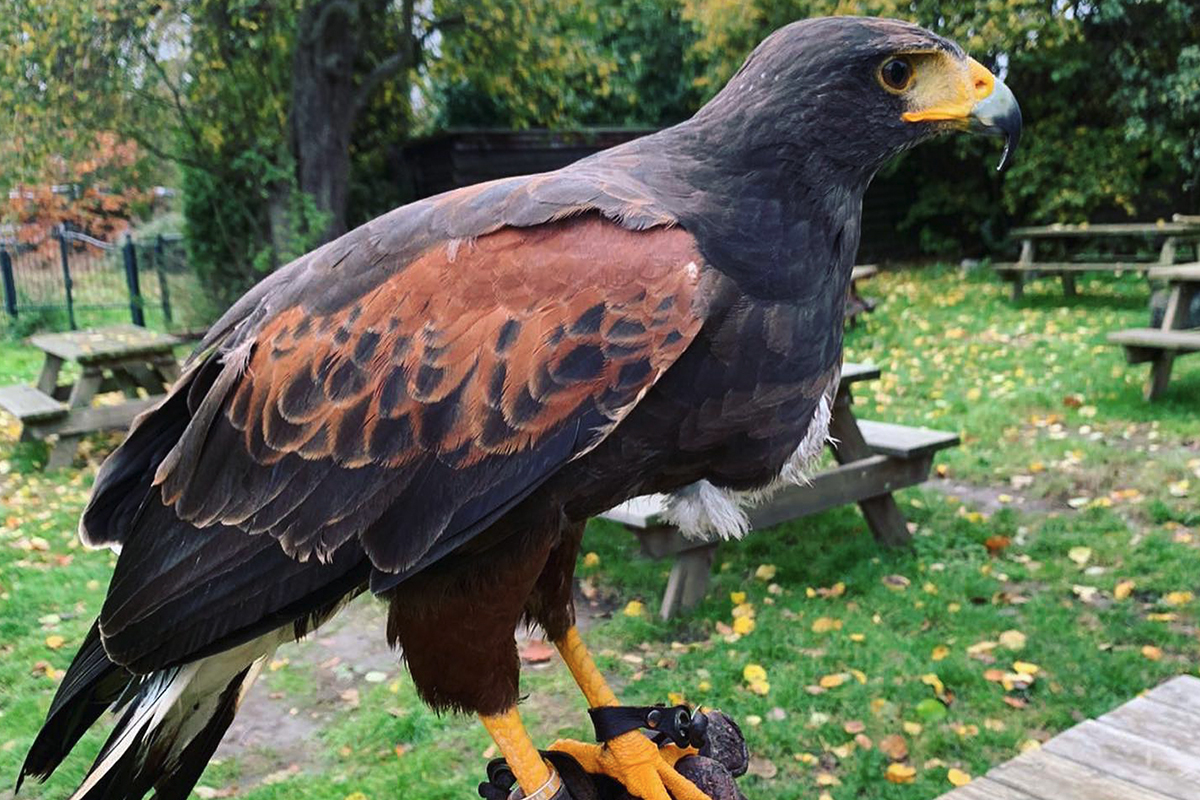 Valkeniersworkshop Falcon Crest (3 uur), inclusief drankje + koek