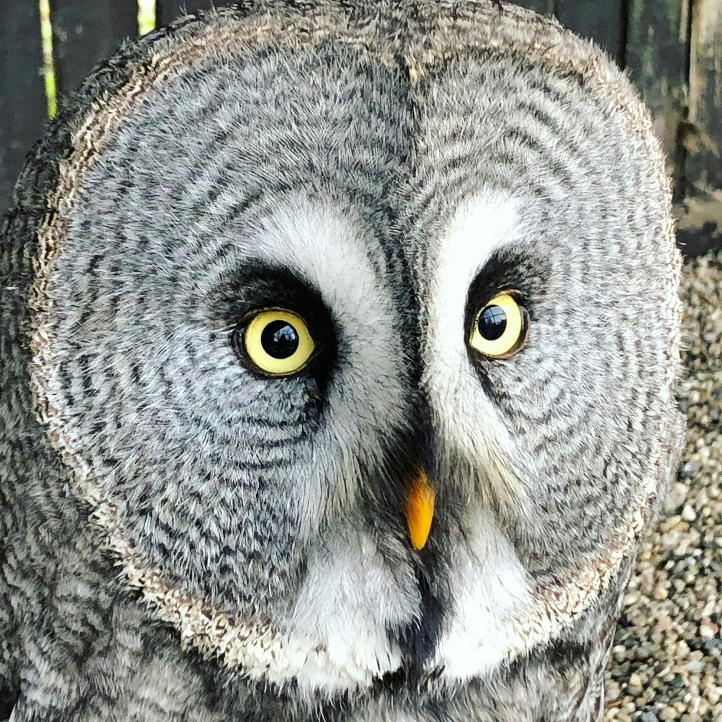 Valkeniersworkshop Falcon Crest (3 uur), inclusief drankje + koek