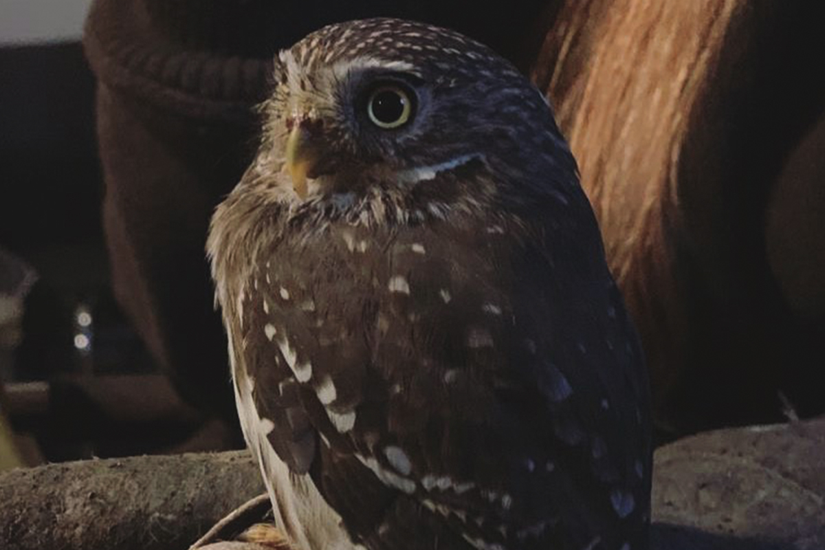 Valkeniersworkshop Falcon Crest (3 uur), inclusief drankje + koek