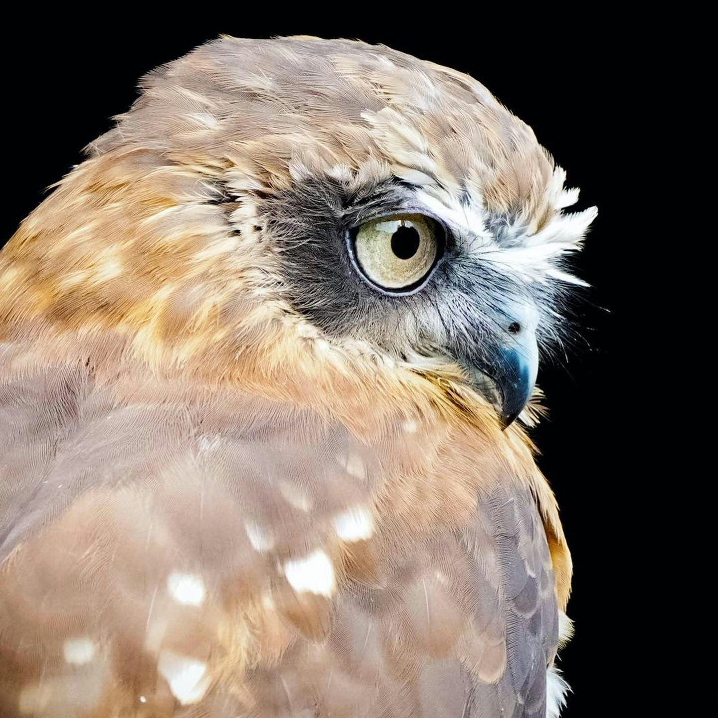 Valkeniersworkshop Falcon Crest (3 uur), inclusief drankje + koek