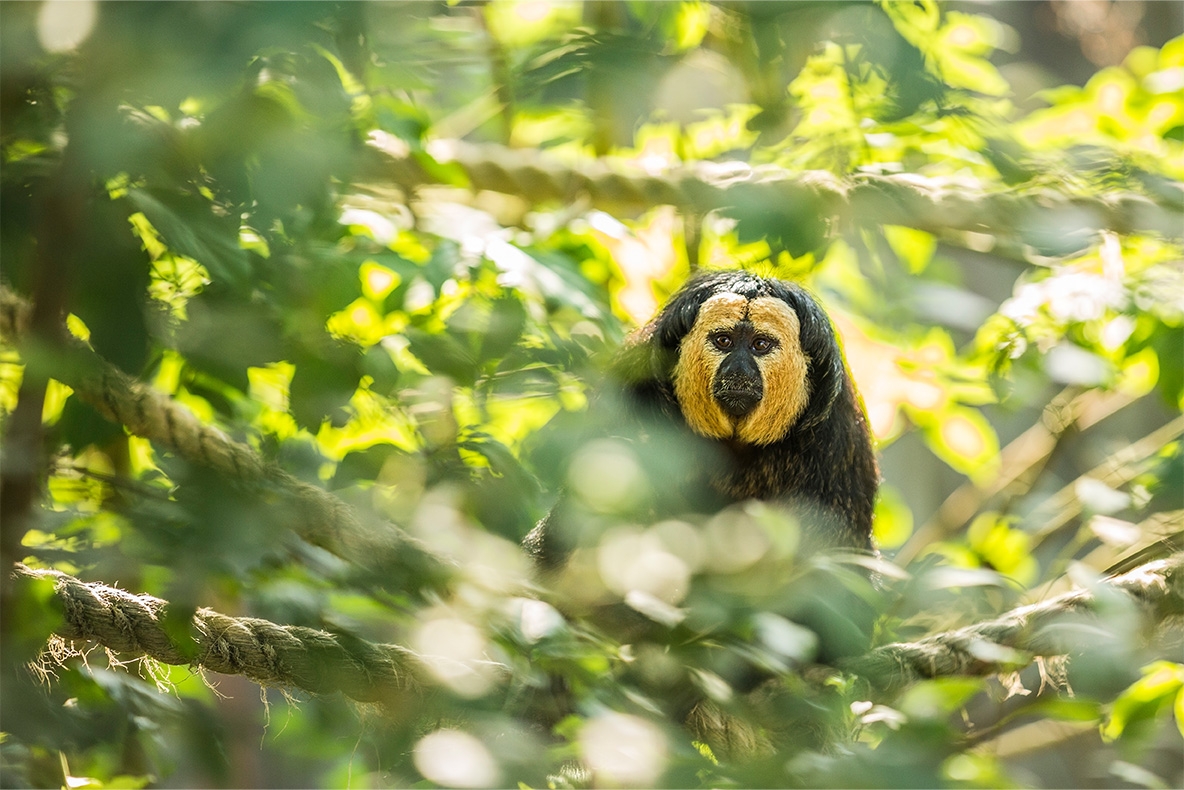 Entreeticket GaiaZOO