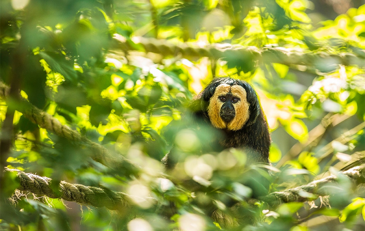 Entreeticket GaiaZOO