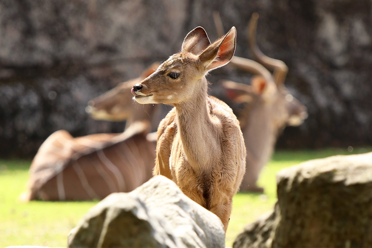 Entreeticket GaiaZOO