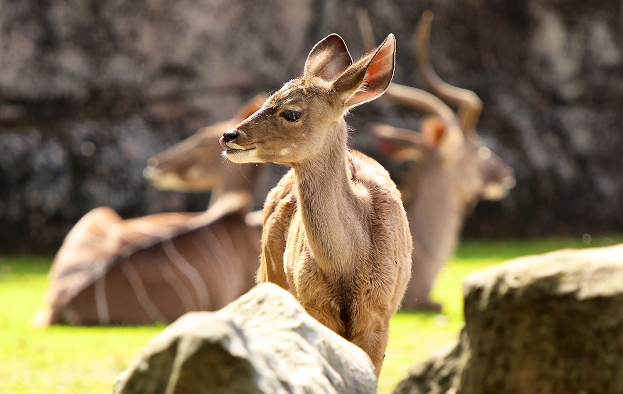 Entreeticket GaiaZOO