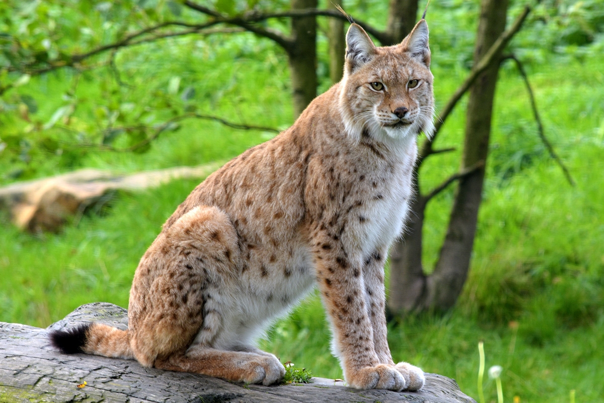 Entreeticket GaiaZOO