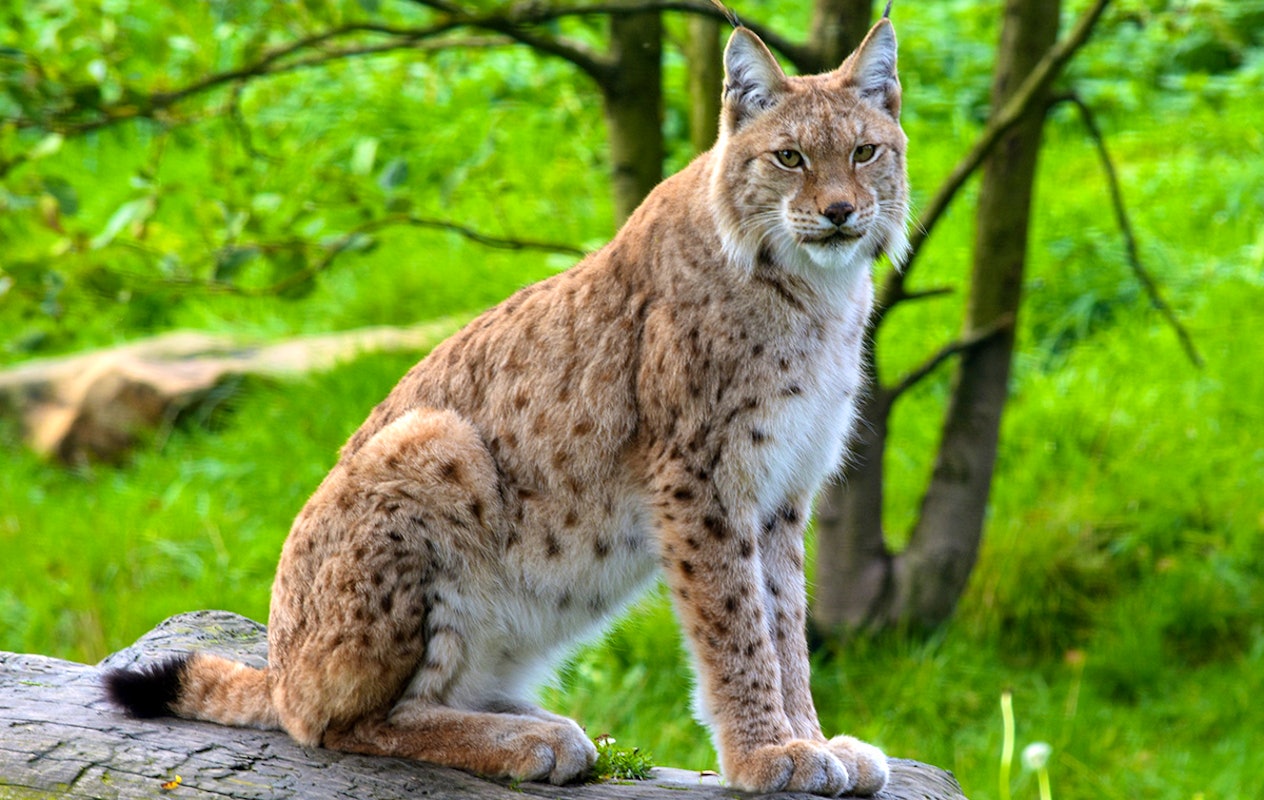 Entreeticket GaiaZOO