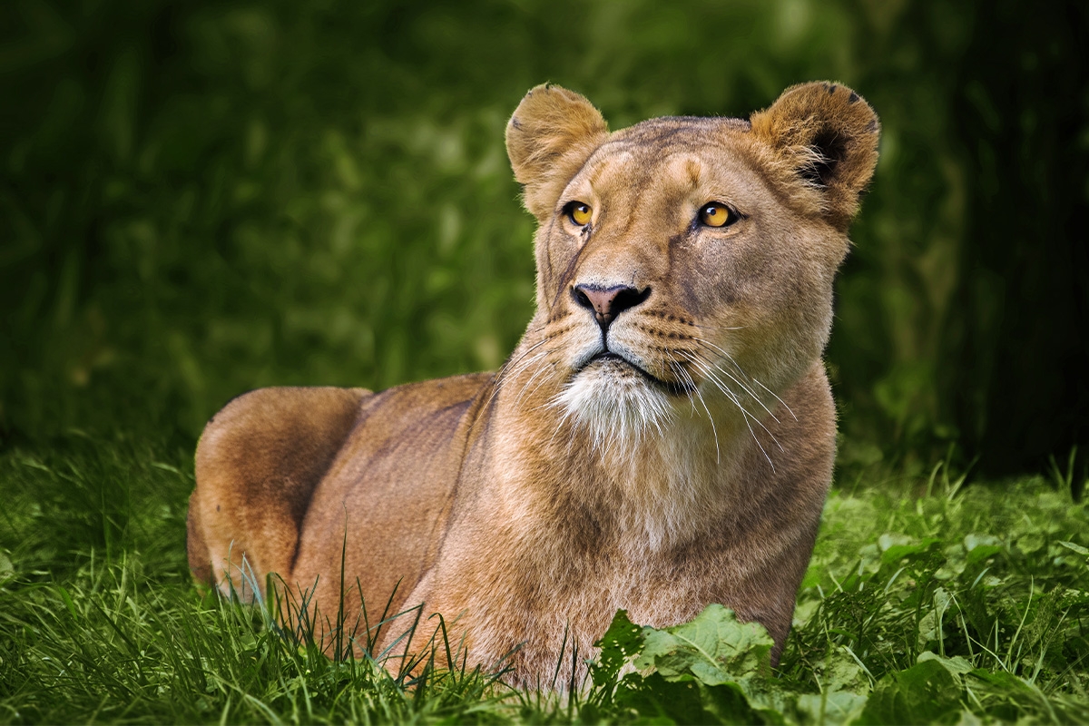 Entreeticket GaiaZOO