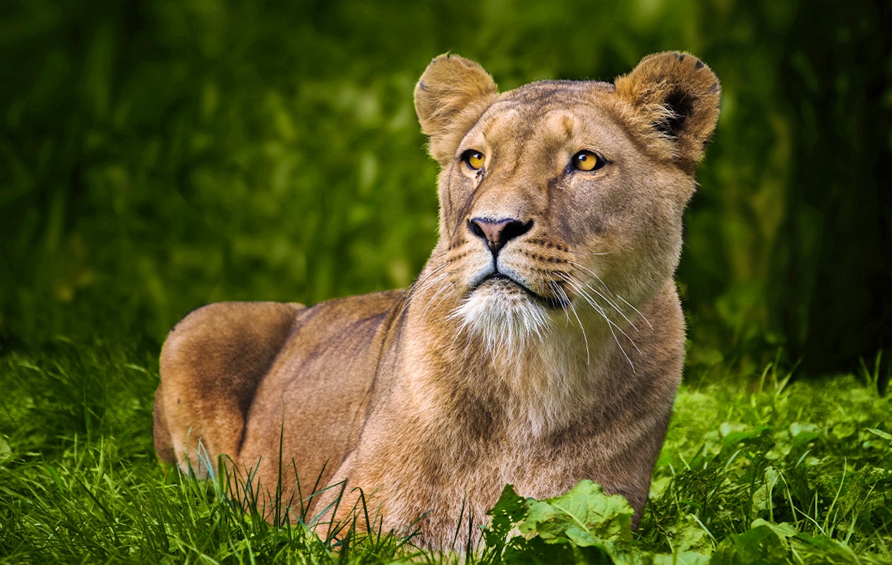 Entreeticket GaiaZOO