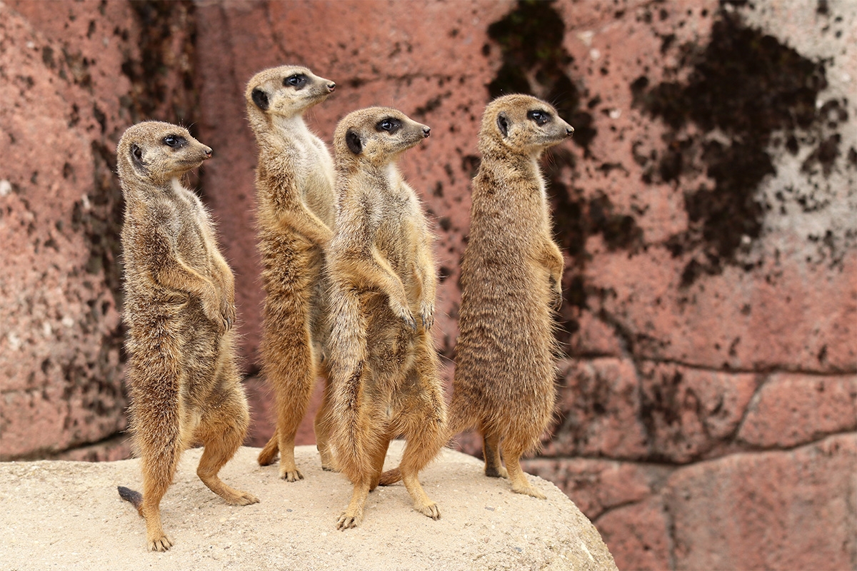 Entreeticket GaiaZOO