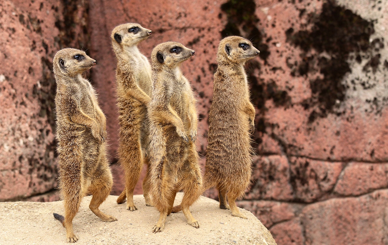 Entreeticket GaiaZOO