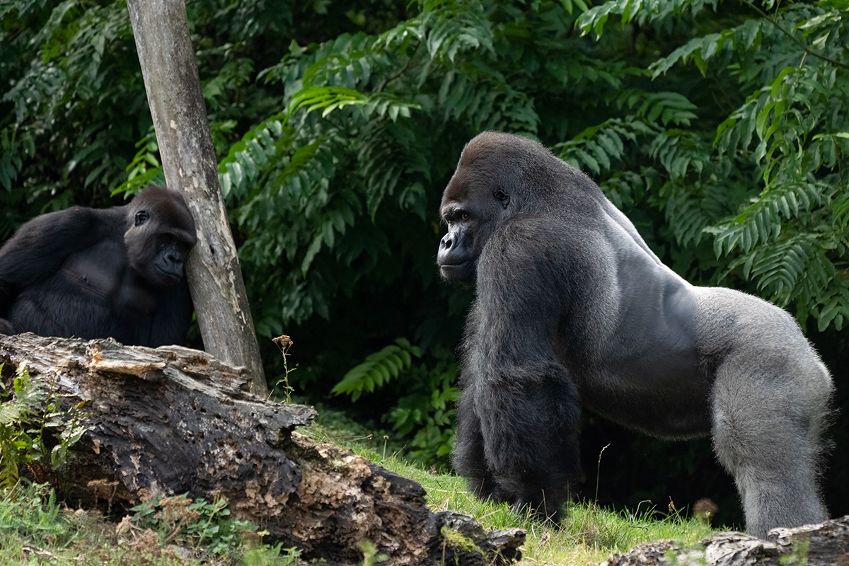 Entreeticket GaiaZOO