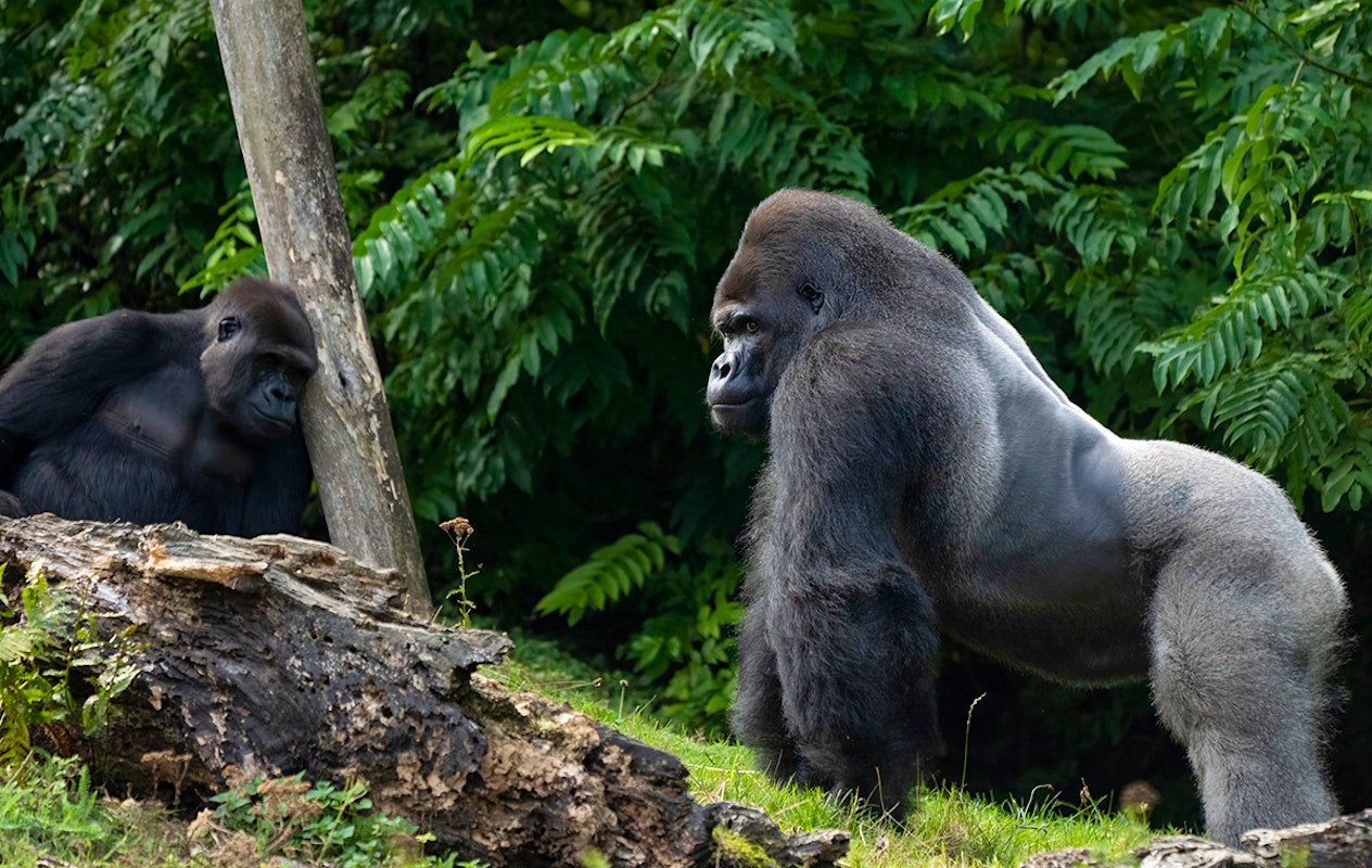 Entreeticket GaiaZOO