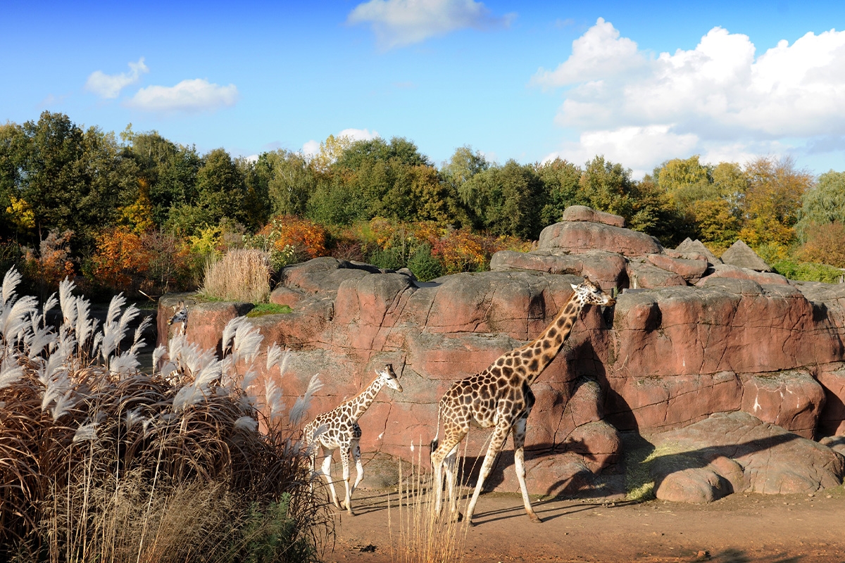 Entreeticket GaiaZOO