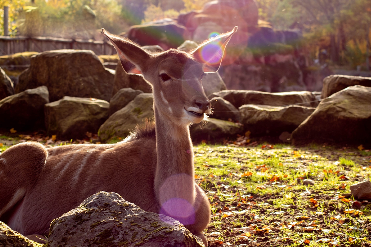 Entreeticket GaiaZOO