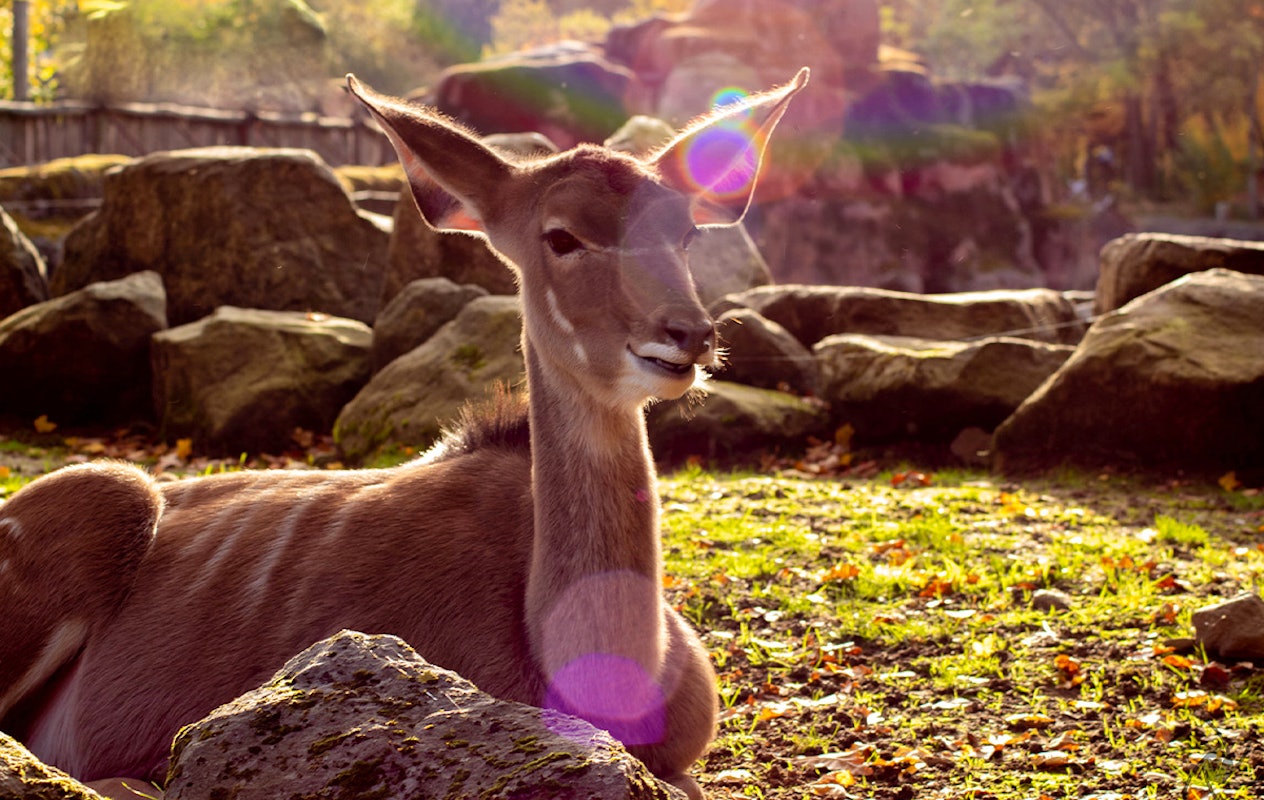 Entreeticket GaiaZOO