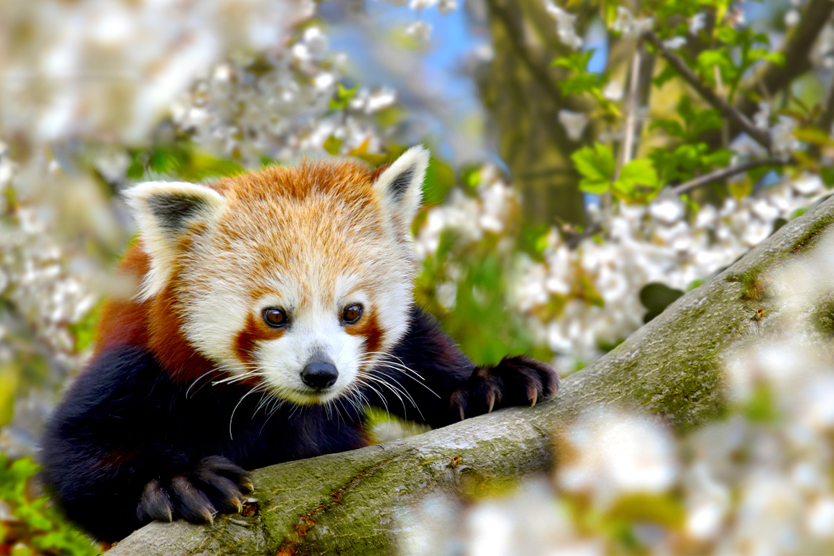 Entreeticket GaiaZOO