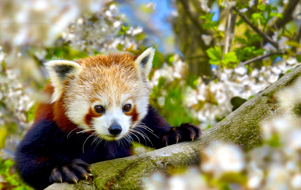 Entreeticket GaiaZOO