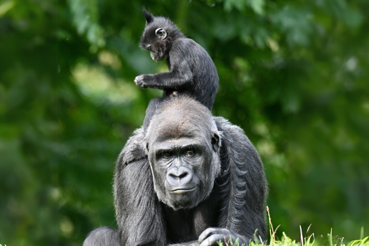 Entreeticket GaiaZOO