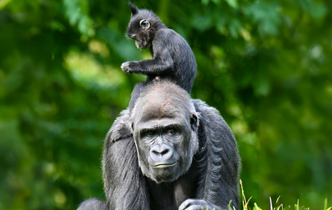 Entreeticket GaiaZOO